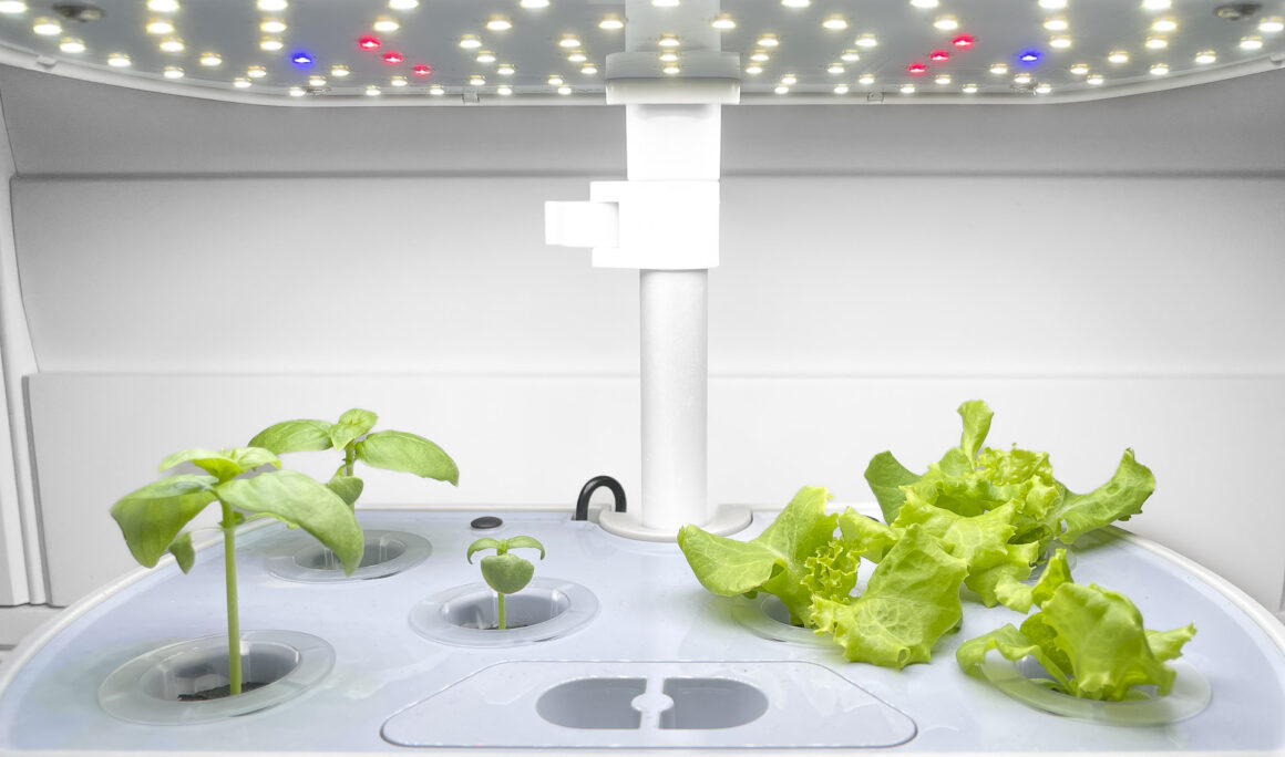 Day 13 - Sweet Basil & Grand Rapids Leaf Lettuce