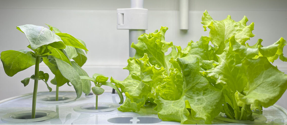 Day 21 - Sweet Basil & Grand Rapids Leaf Lettuce