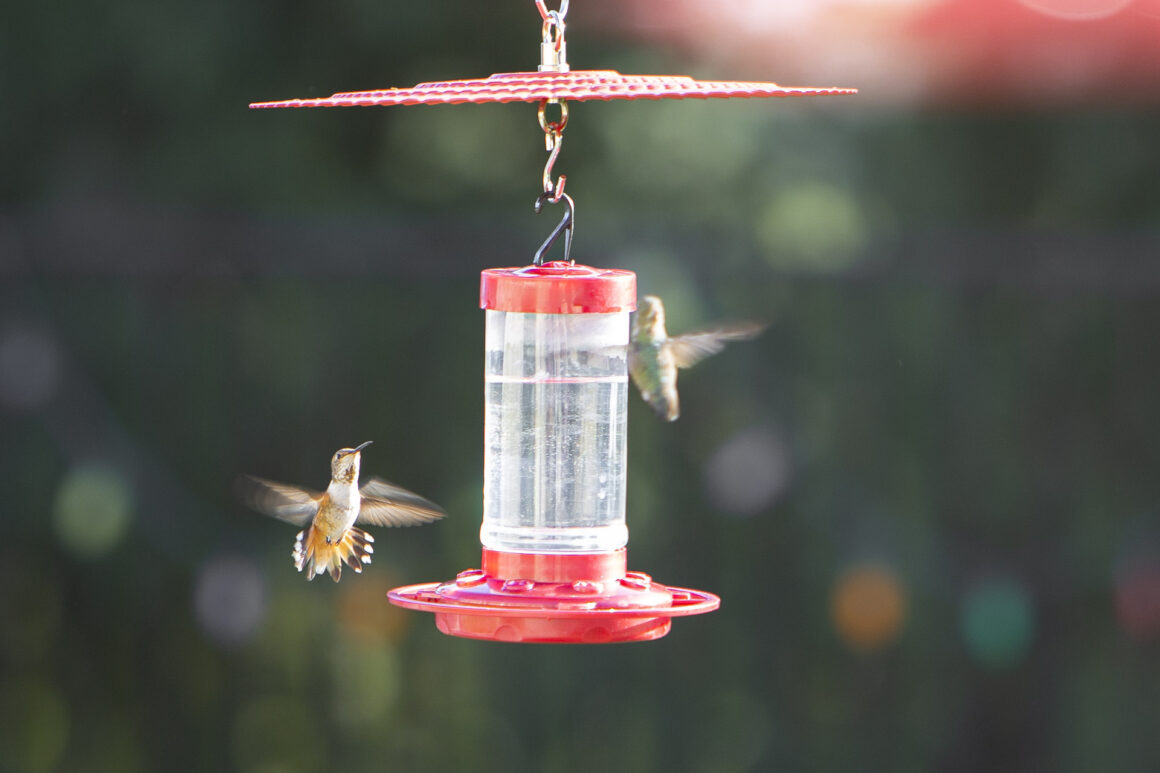 Hummers at the Feeder