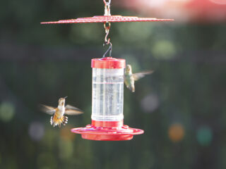 Hummers at the Feeder