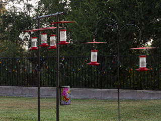 Backyard Hummingbird Feeders