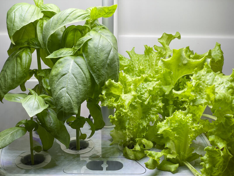 AeroGarden Hydroponics - Basil & Lettuce