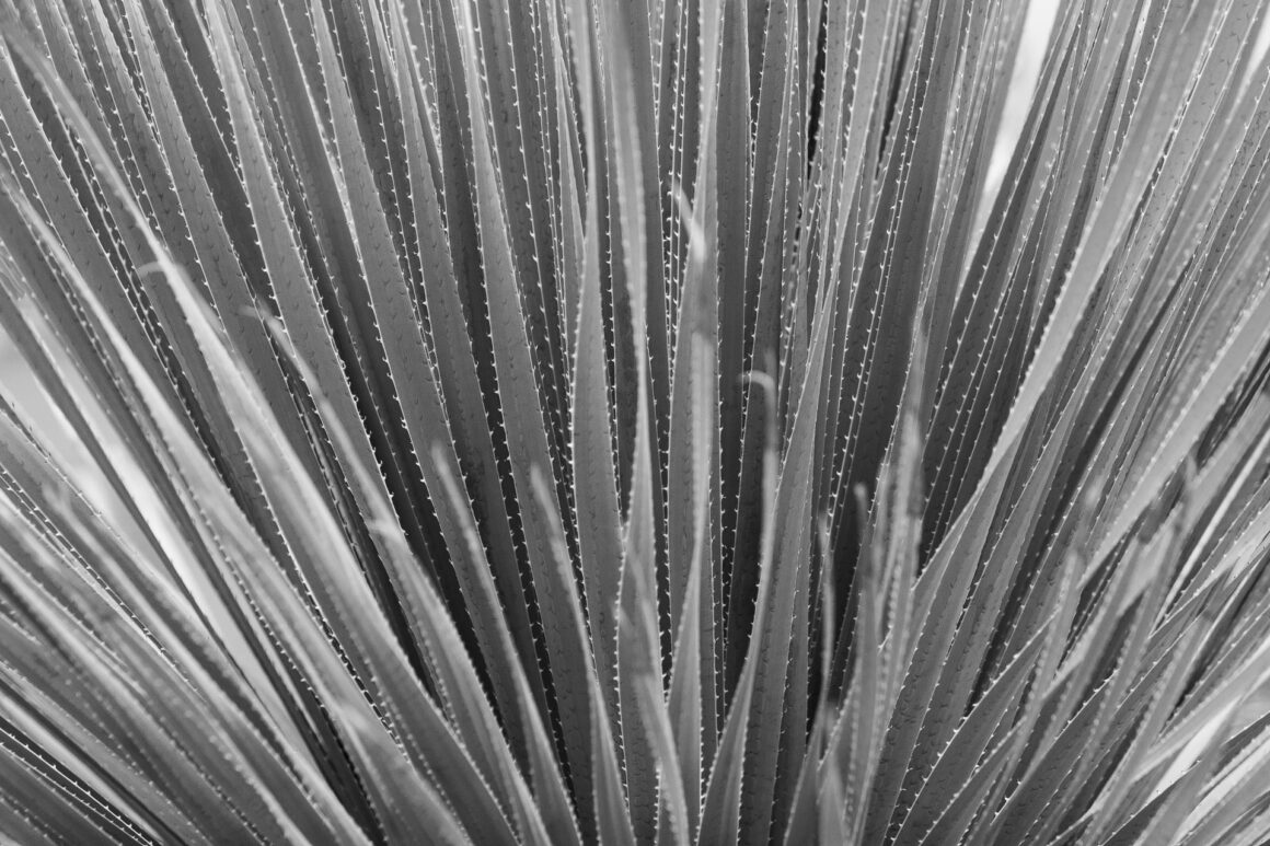 Aloe