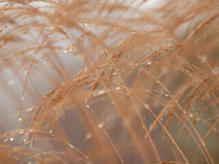 Pennisetum Fountain Grass