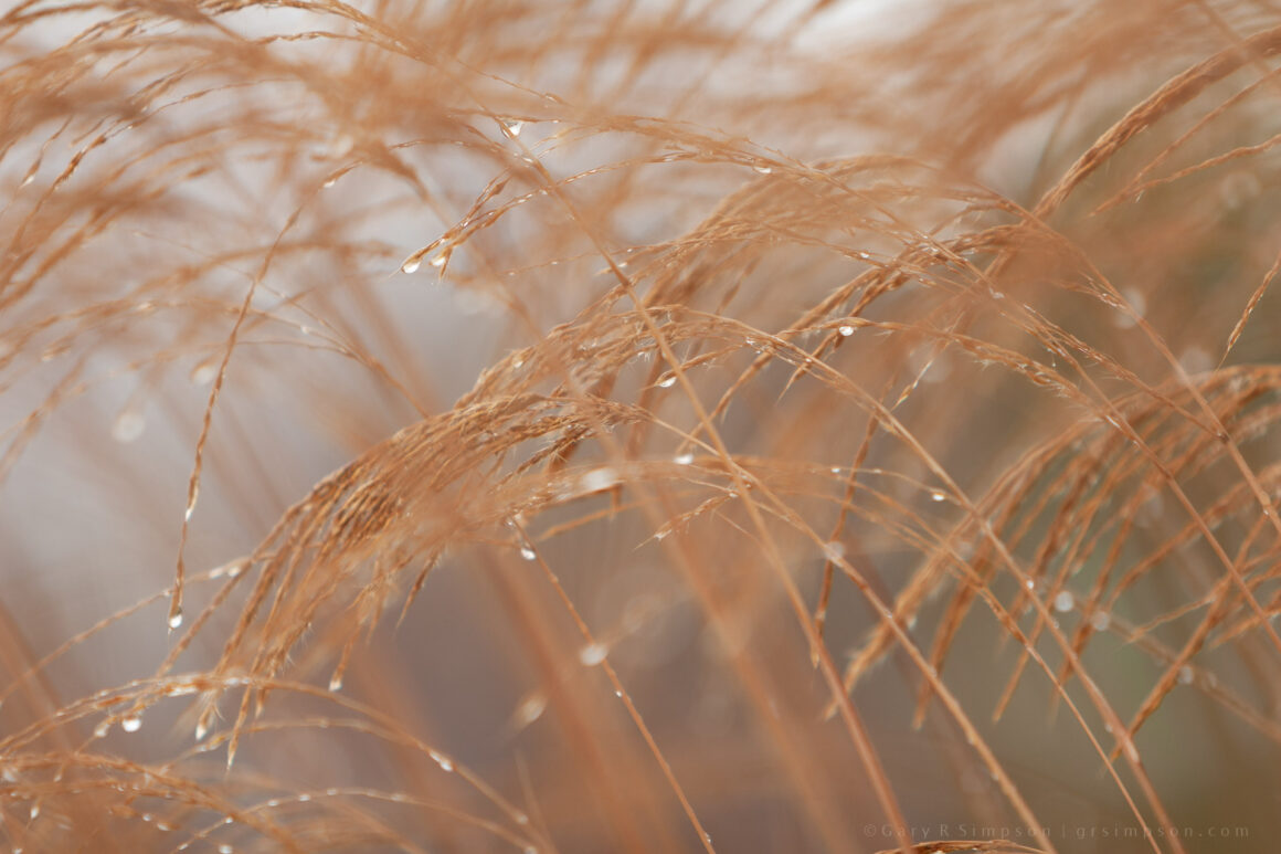 Fountaingrass (Pennisetum)
