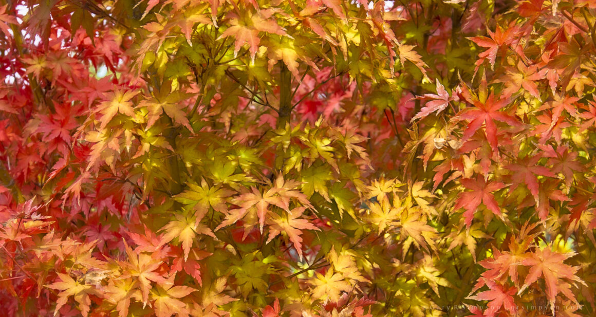 Japanese Maple