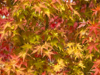 Japanese Maple