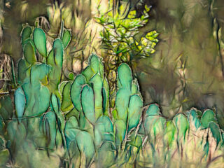 Cactus