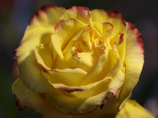 Yellow Rose