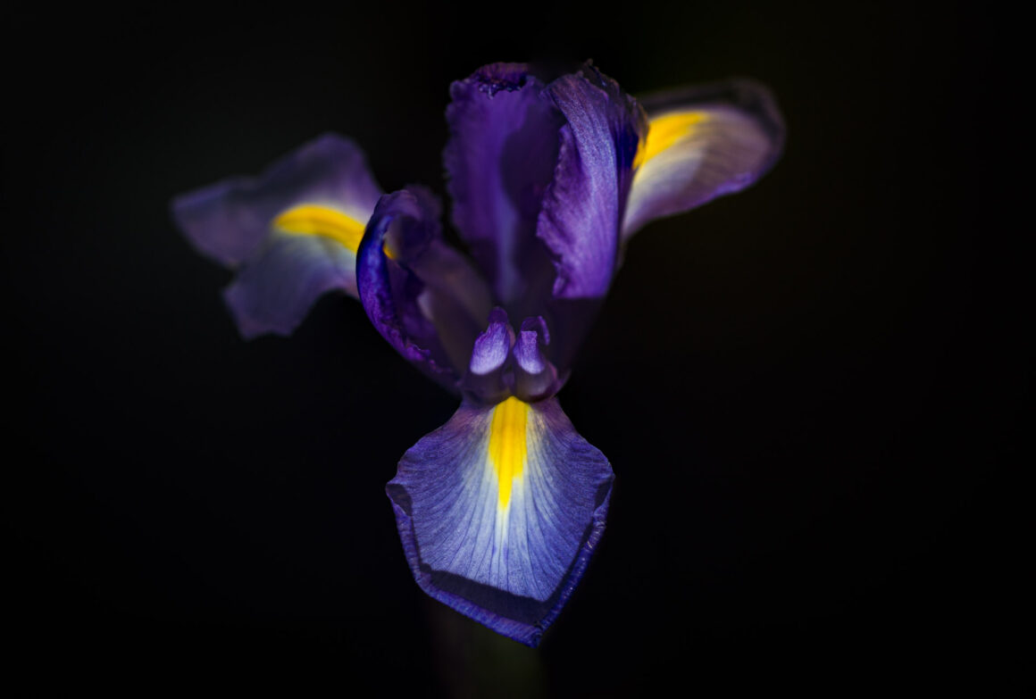Iris