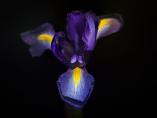 Iris
