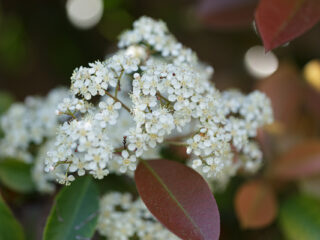 Red Tip Photinia