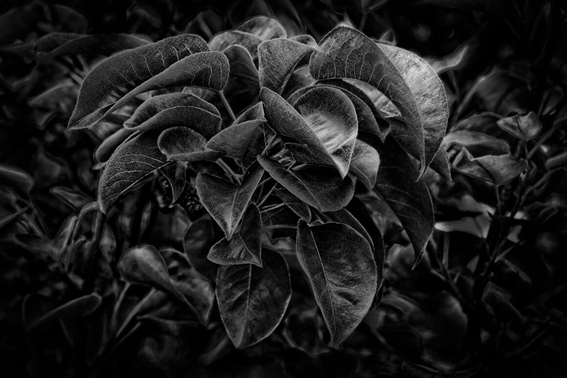 Asian Pear Tree Leaves