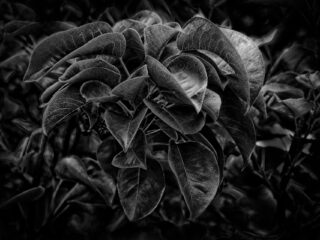 Asian Pear Tree Leaves