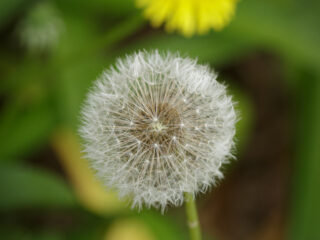 Dandelion