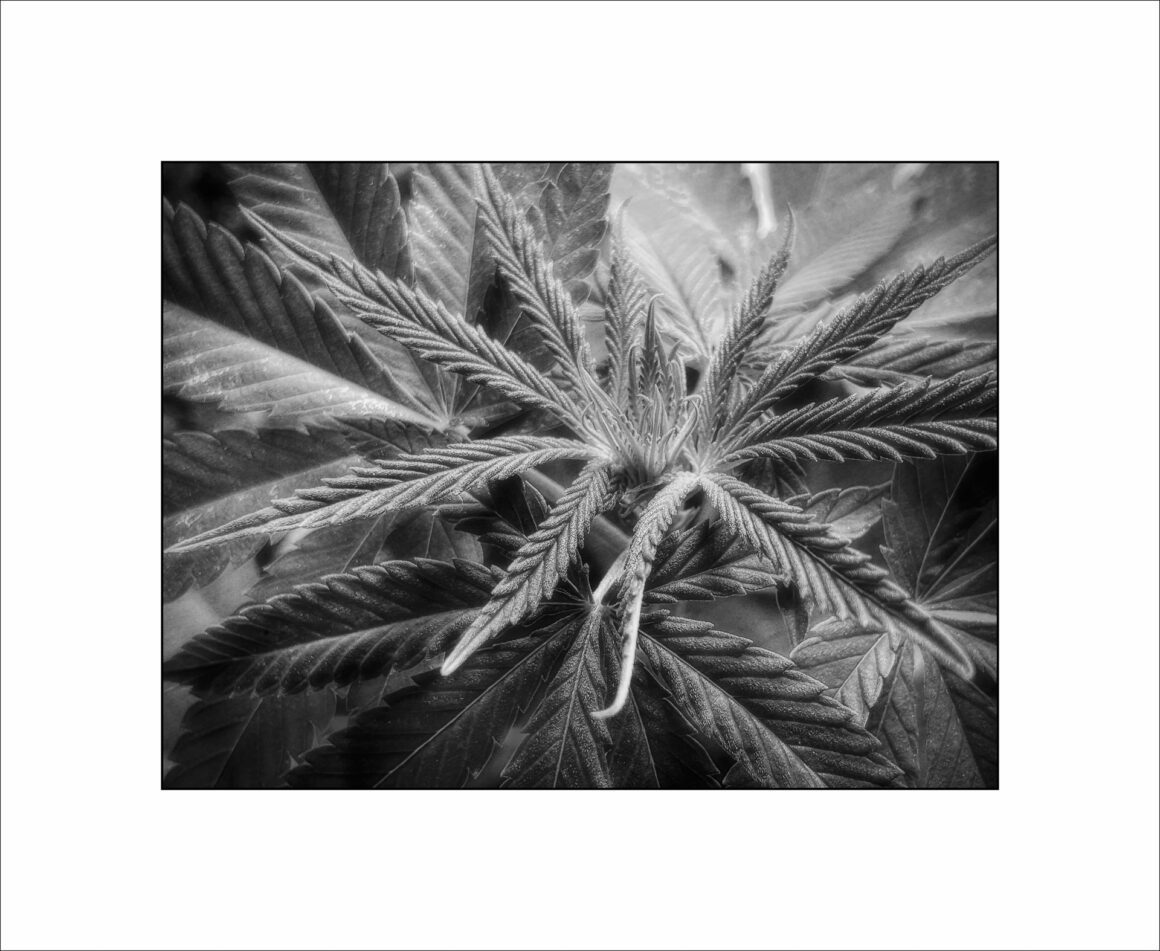 Cannabis