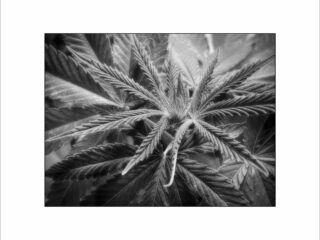 Cannabis