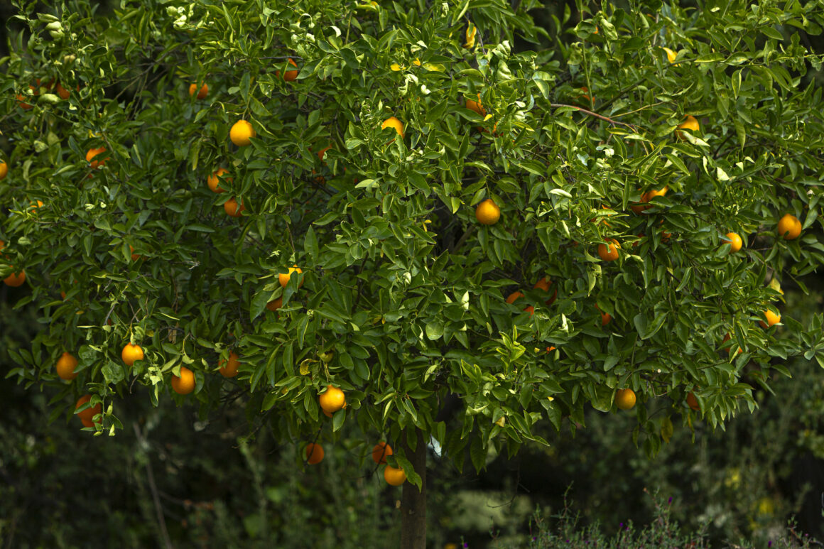Oranges on Tree