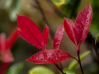 Red Tip Photinia