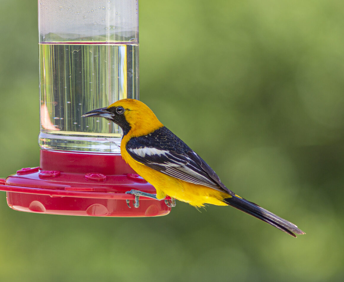 hooded oriole at the hummingbird feeder