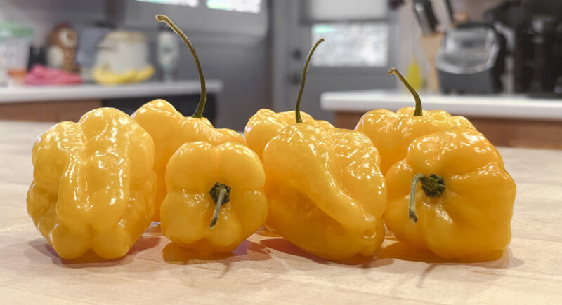 Habanero Chile Peppers