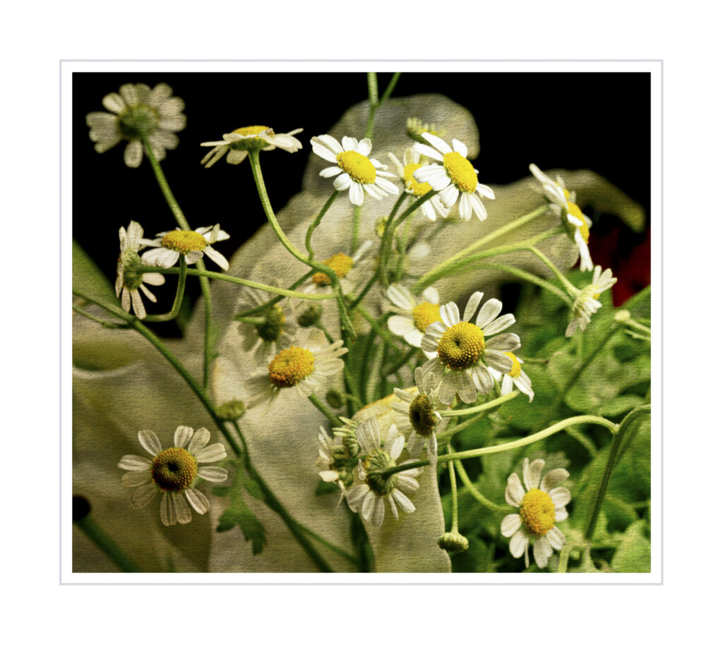 Chamomile