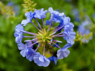 Blue Phlox