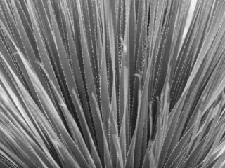 Aloe