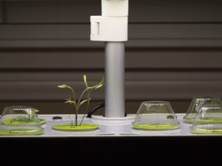 Growing in the AeroGarden