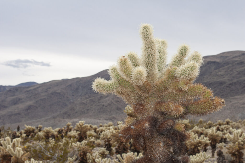 Cholla Cactus