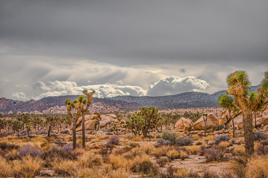 Thunderstorm on the Horizon