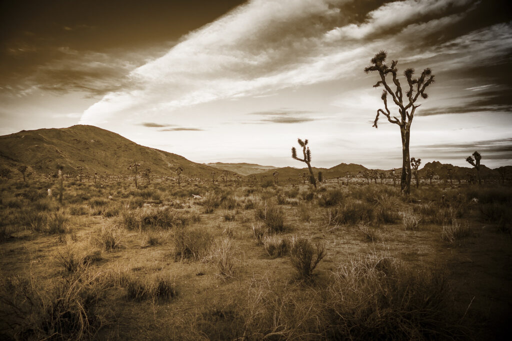 Joshua's in the Desert