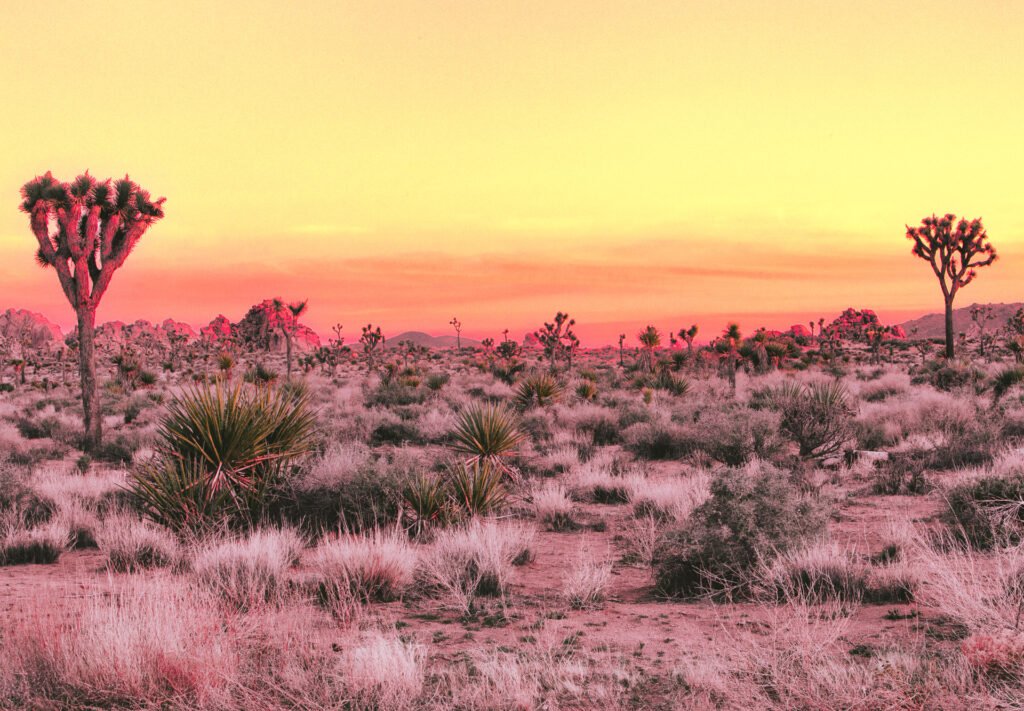 sunrise in the desert