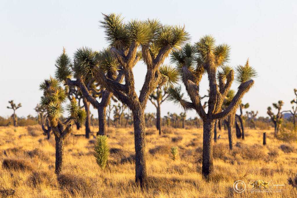 Joshua's in the Morning Sunlight