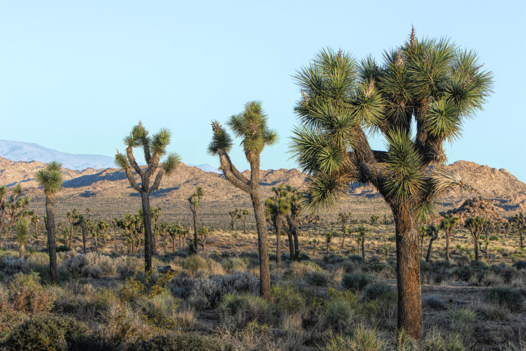 Joshua trees