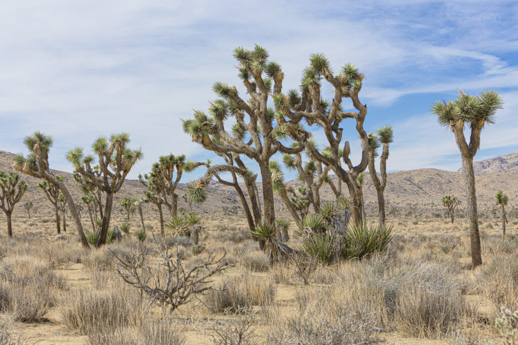 Joshua trees