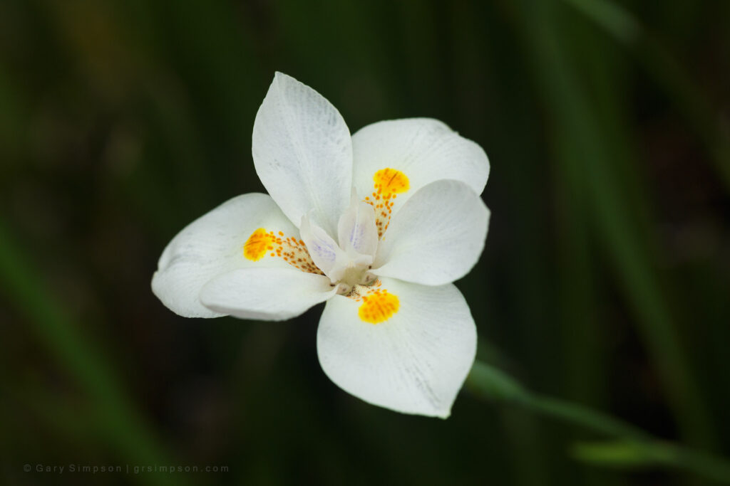 African Iris