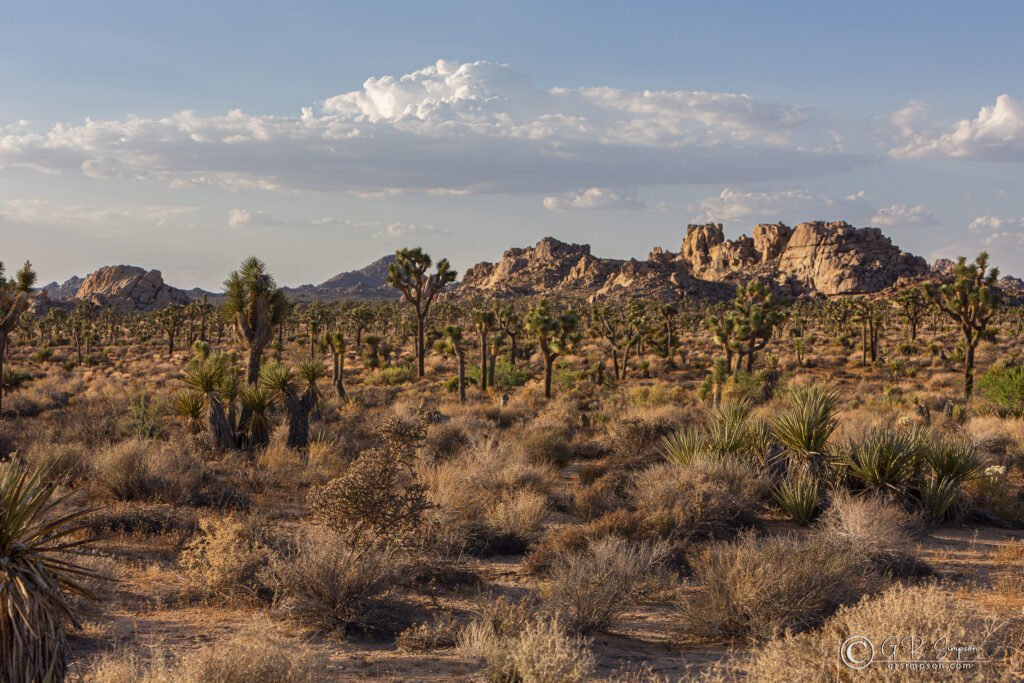 Clouds over Rocks behind Joshuas and Yuccas