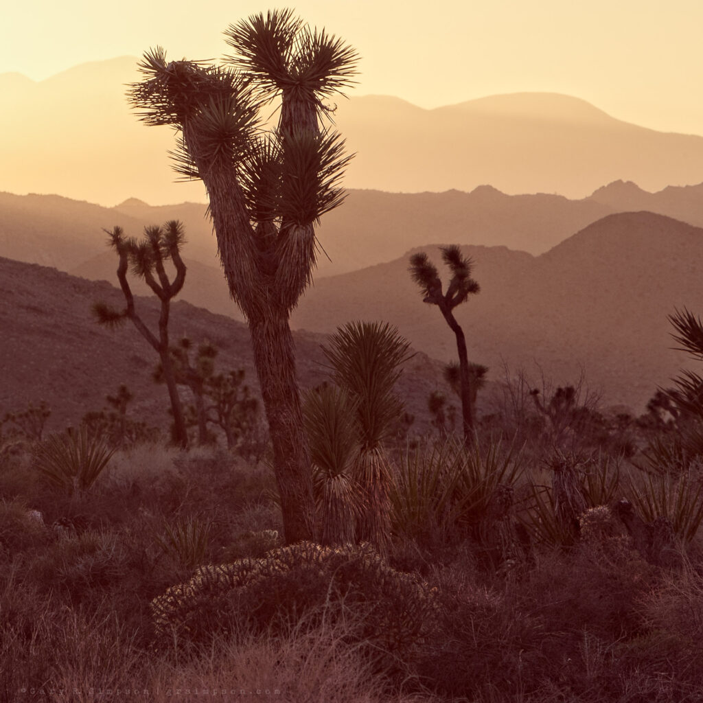 Joshua Tree Silhouettes