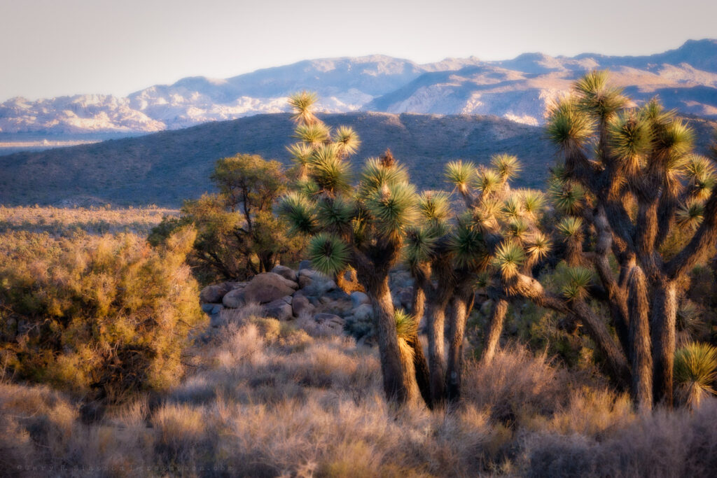 Soft Morning Sunshine