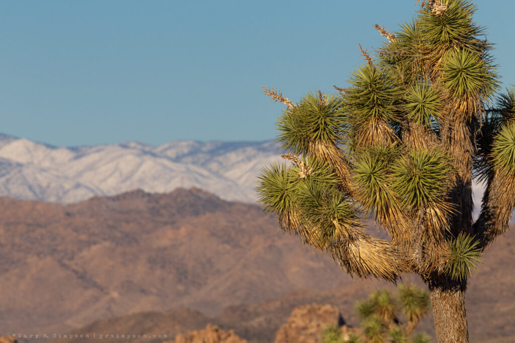 Snow on the Mountains