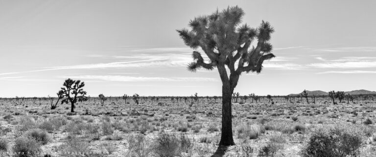 You Can See For Miles