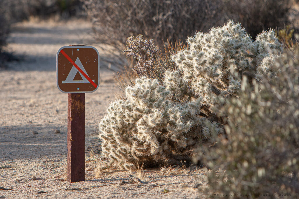 Please Don't Camp With the Cholla