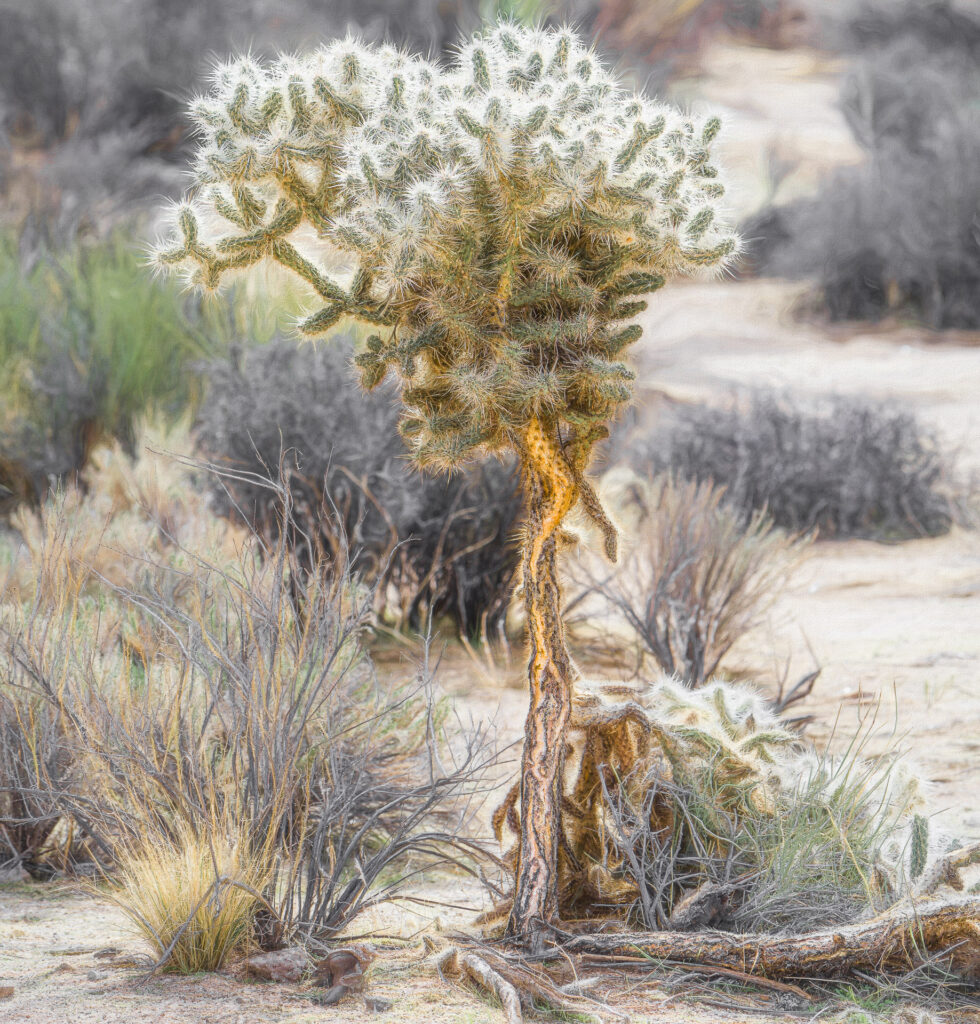 Teddy Bear Cholla Cactus