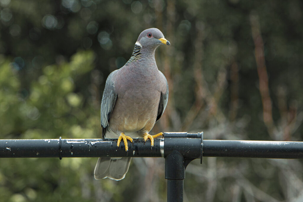 Band-tailed Pigeon
