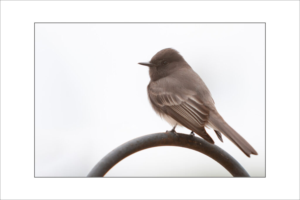 Black Phoebe