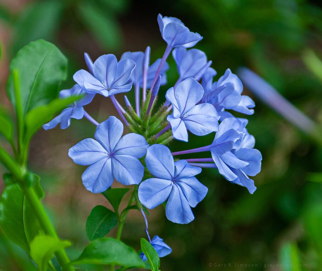 Cape Leadwort