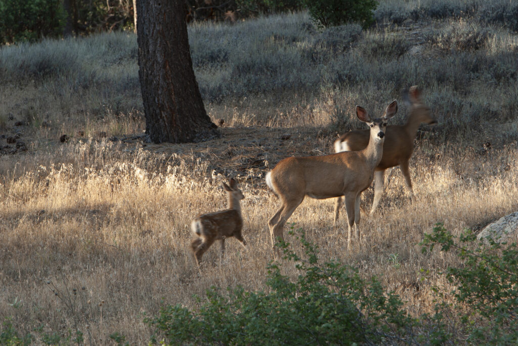 Mule Deer in the Morning