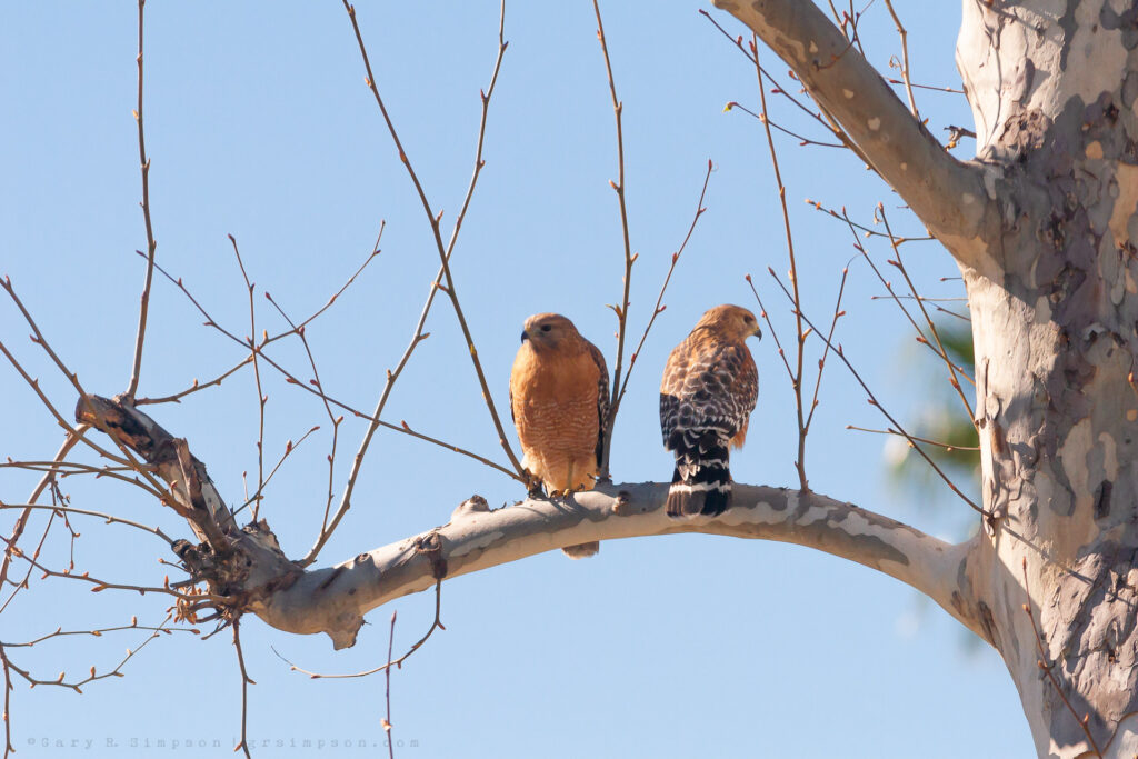 Red-shouldered Hawks