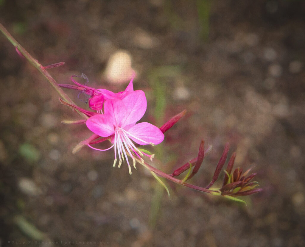 Gaura lindheimeri, Wandflowers, Whirling Butterflies